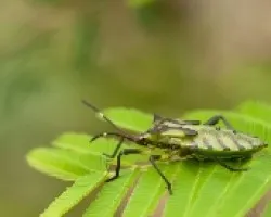 Chinche Verde