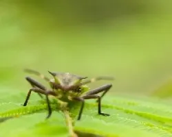 Chinche Verde de Frente 
