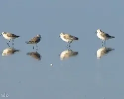 Avecillas en la playa