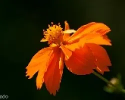 flor naranja