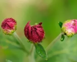 Tres botonocitos