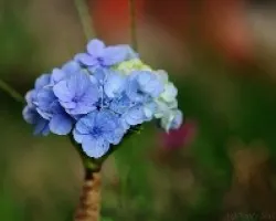 Hortensia
