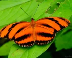 Dryadula phaetusa