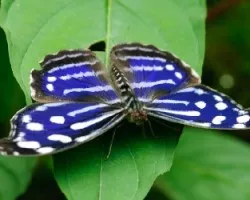 Myscelia cyaniris
