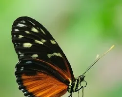 Heliconius hecale