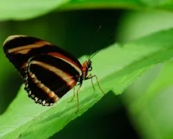 Mariposa