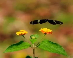 Mariposa