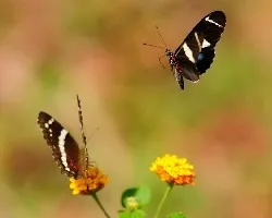 Juegos de Mariposas