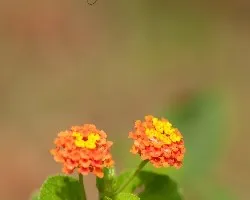 Mariposa