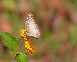 Hamadryas februa