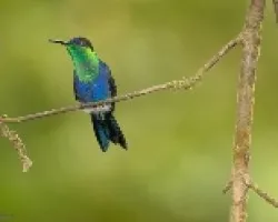 Thalurania colombica