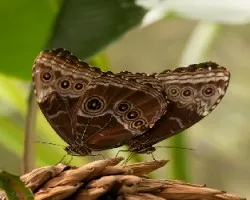 Blue morpho