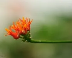 pequeñita
