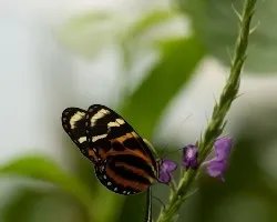 Ithomia heraldica