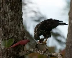 Back Hawk