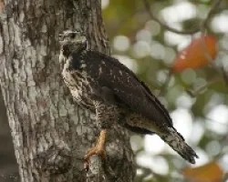 Back Hawk