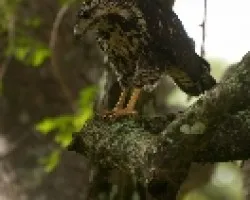 Back Hawk