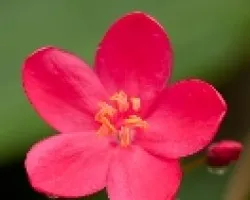 Flores en la playa