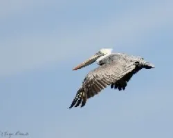 Pelicano