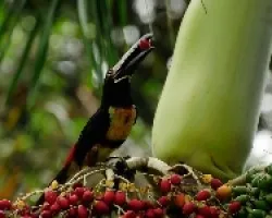 Pteroglossus frantzii