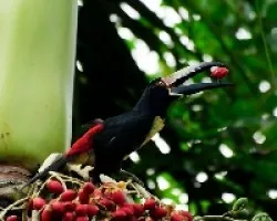 Pteroglossus frantzii