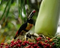 Pteroglossus frantzii