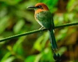 Momoto Piquiancho