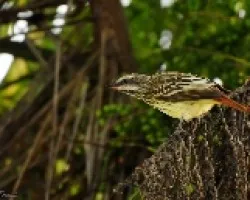 Myiodynastes luteiventris