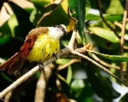 Pecho amarillo