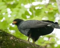 Mangrove Hawk Adult