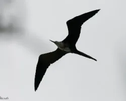 Rabihorcado Magno - Fregata magnificens