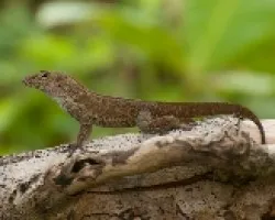 Lagartija
