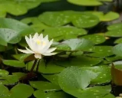 flor de laguna
