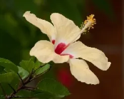 amarilla