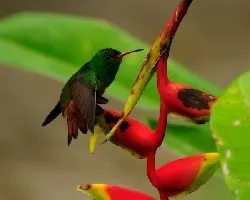 Colibri 3