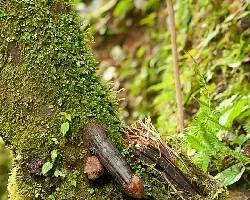 Arbol