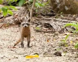 Mapache
