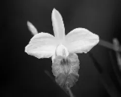 Orquidea en BN