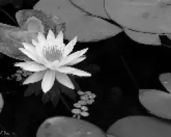 En el agua con reflejo en BN
