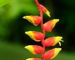 Heliconia