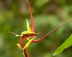 Flor del tropico