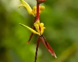 Flor del tropico