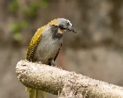Saltator maximus
