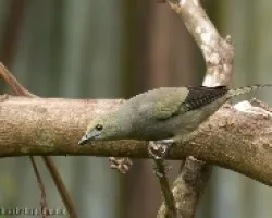 Thraupis palmarum