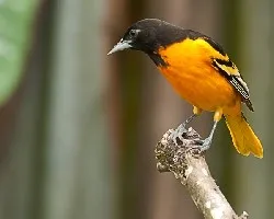 Icterus galbula