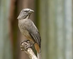 Saltator coerulescens