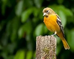 Icterus galbula (hembra)