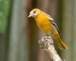 Icterus galbula (juvenil)