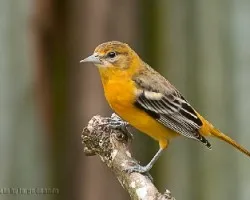 Icterus galbula juvenil
