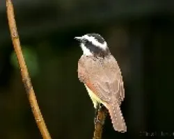 Pitangus sulphuratus